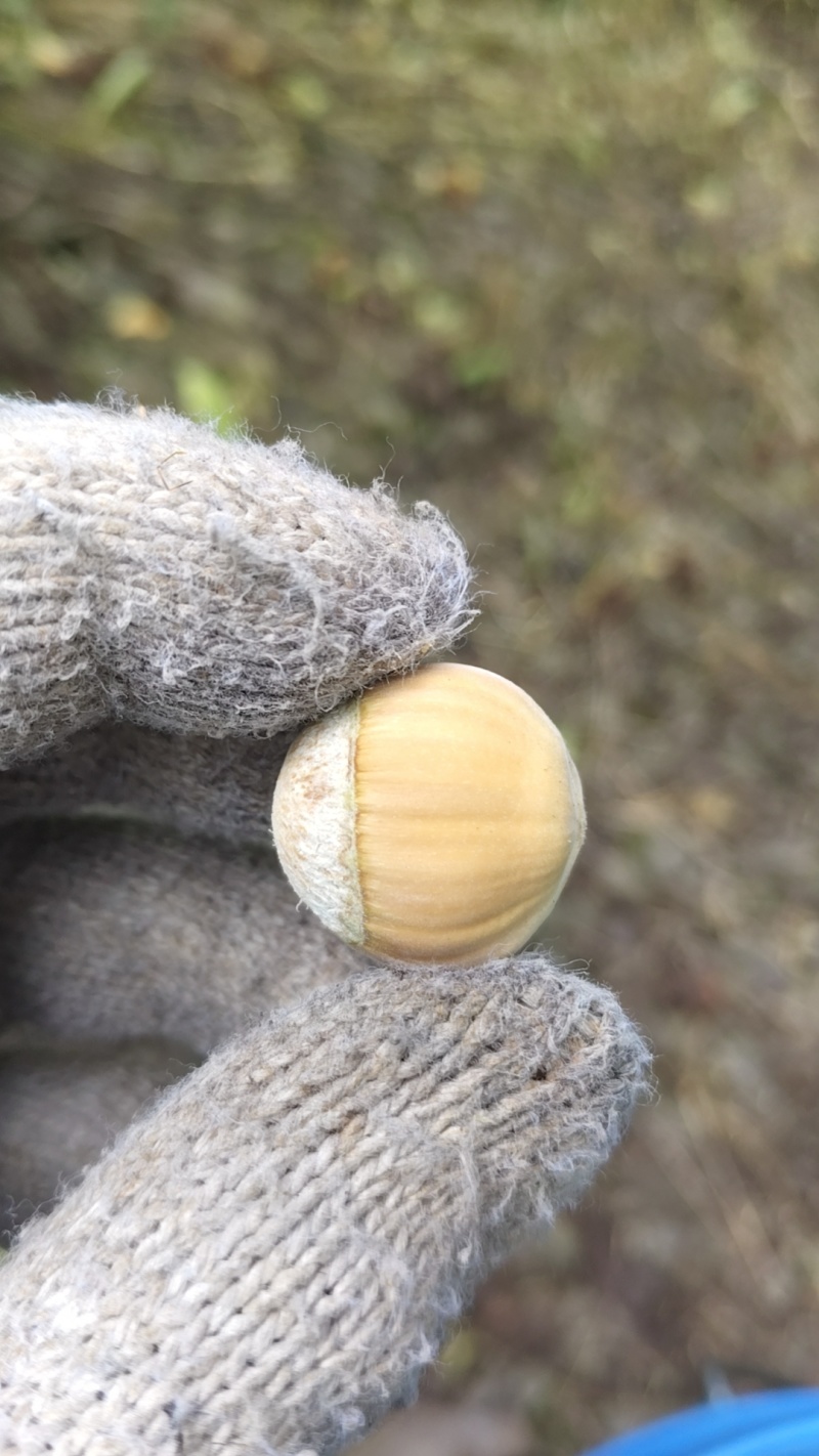 青皮大榛子，平欧，玉坠