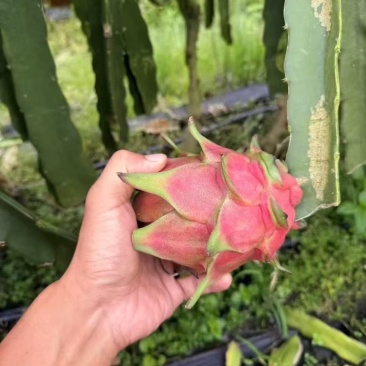 火龙果