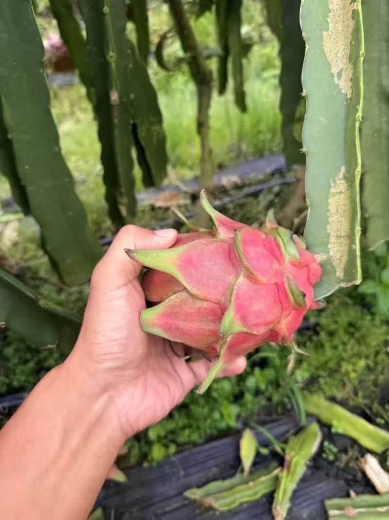 火龙果