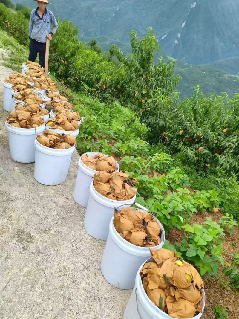 重庆黄桃批发