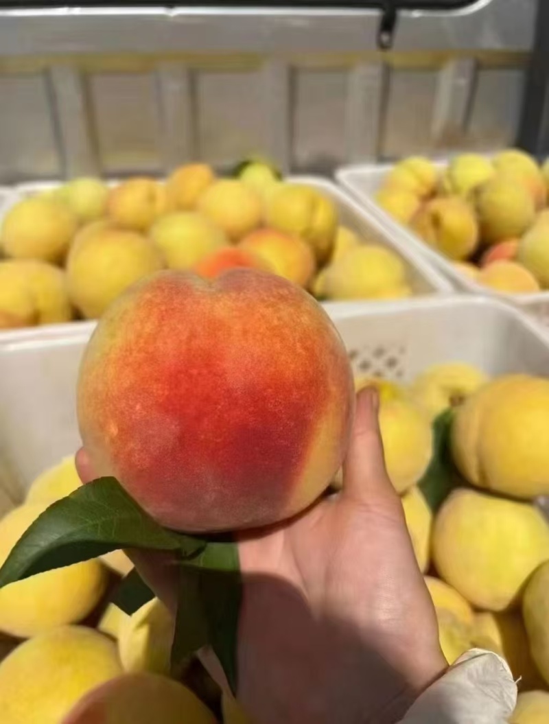 重庆黄桃批发