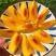 重庆黄桃批发