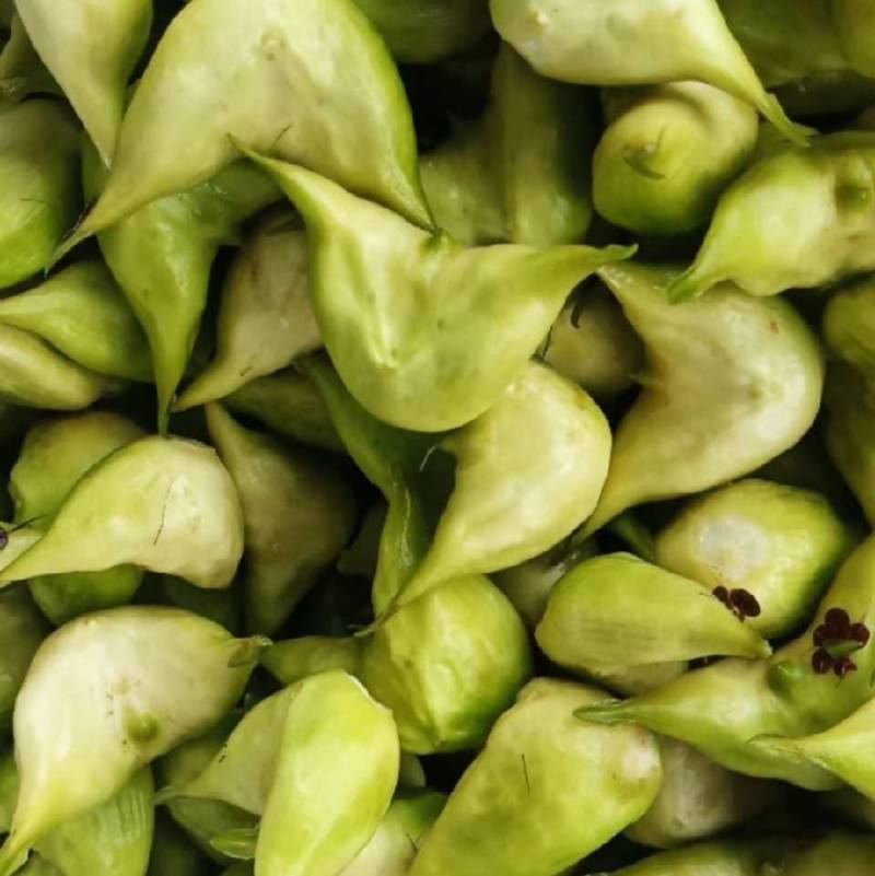 菱角