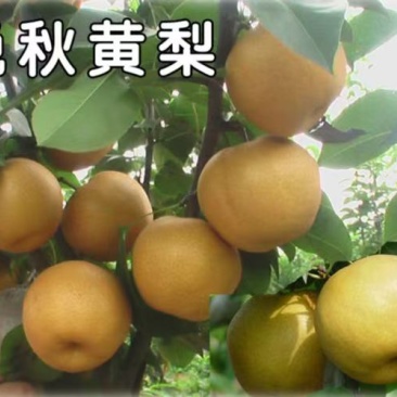 晚秋黄梨，秋月梨