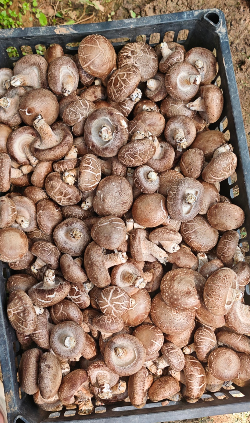 香菇