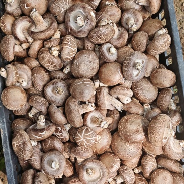 香菇