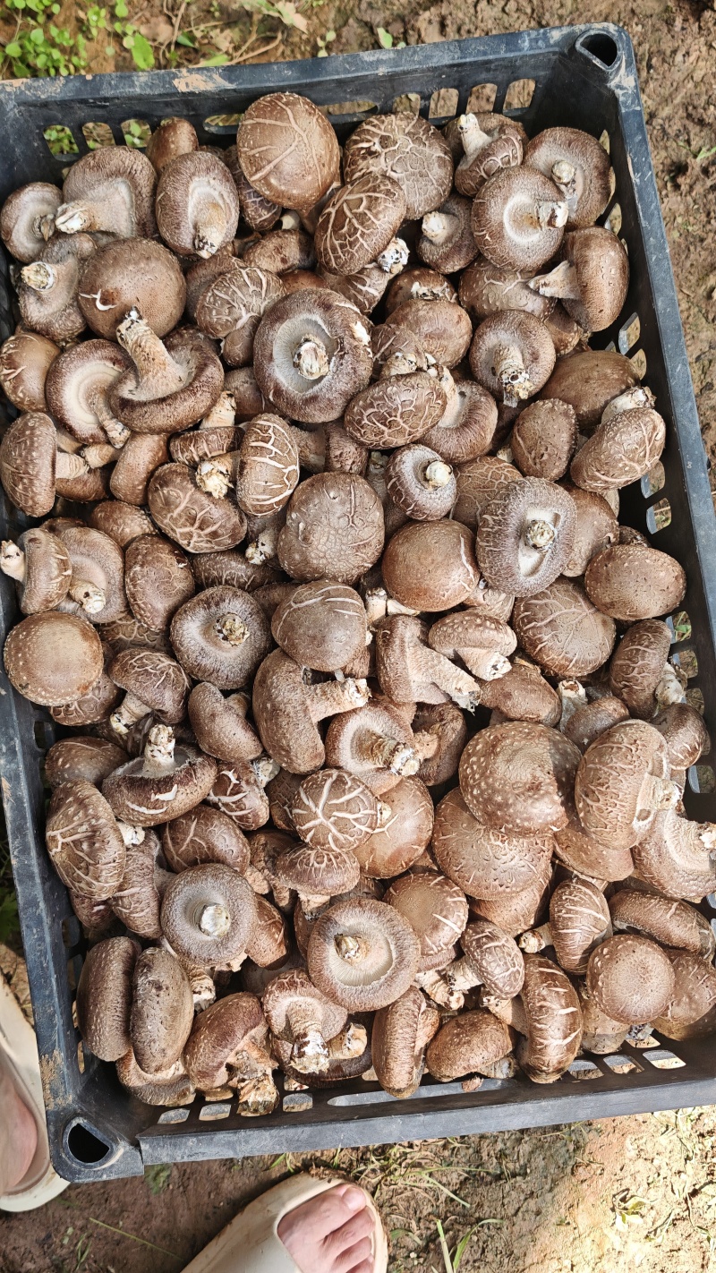 香菇