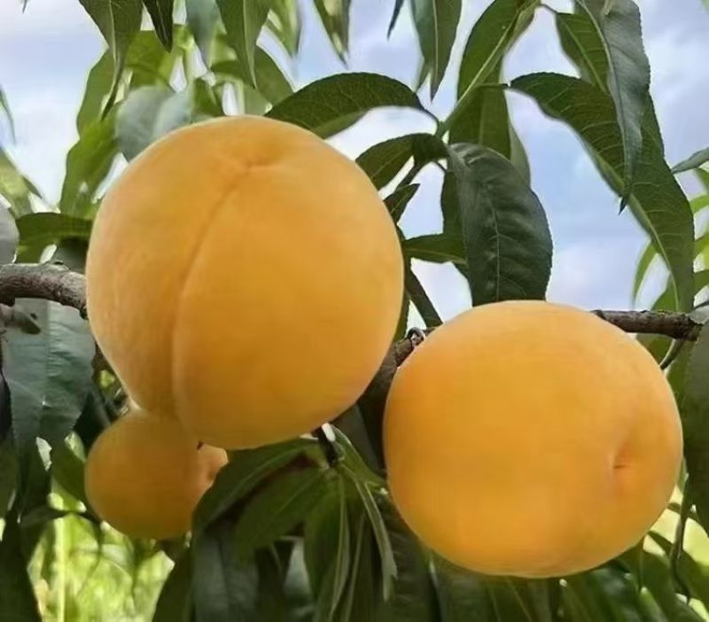 黄桃