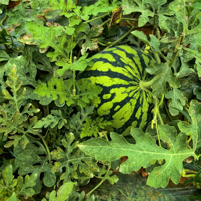 大棚美都二茬西瓜