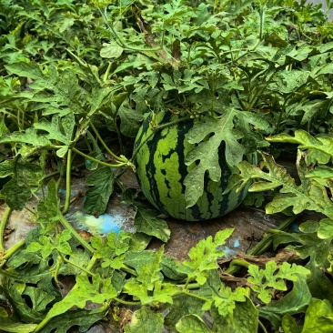 大棚美都二茬西瓜
