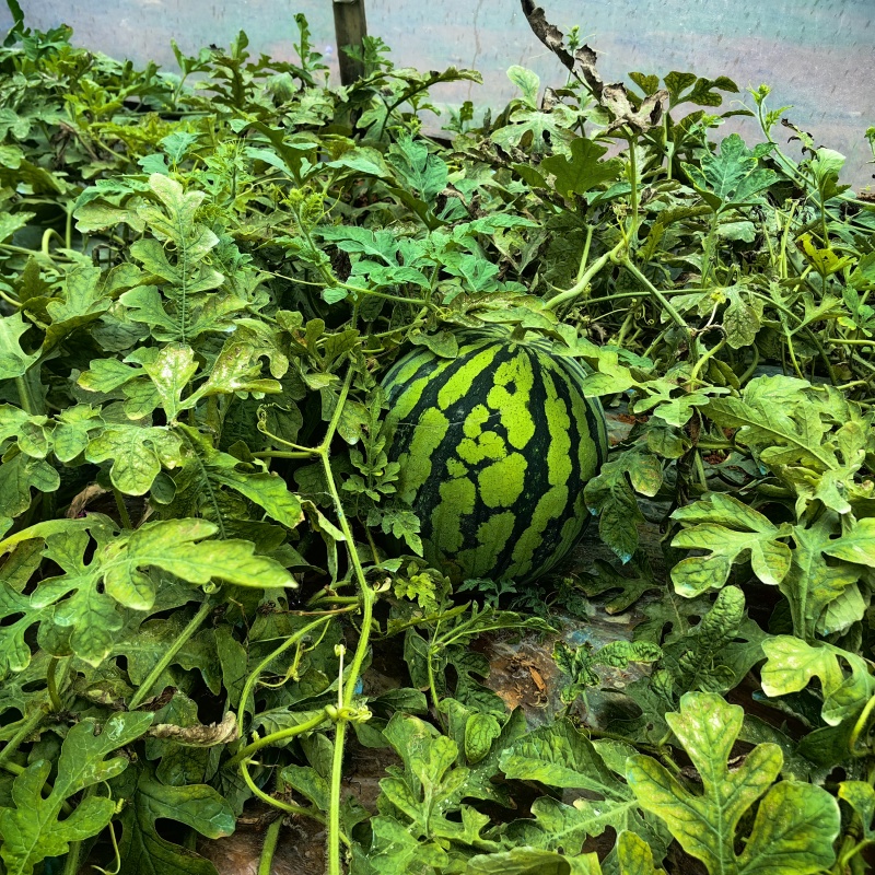 大棚美都二茬西瓜