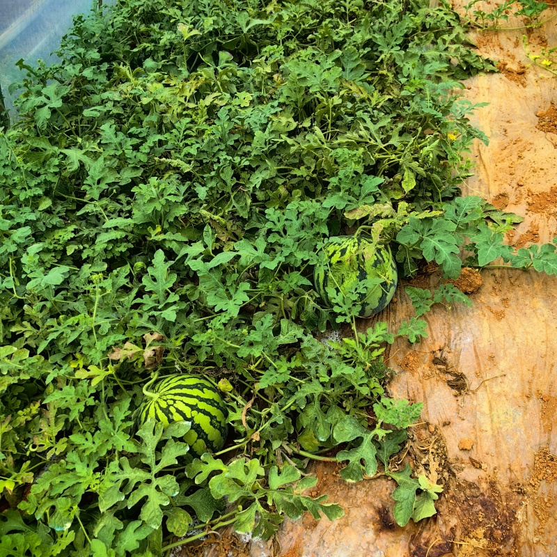 大棚美都二茬西瓜