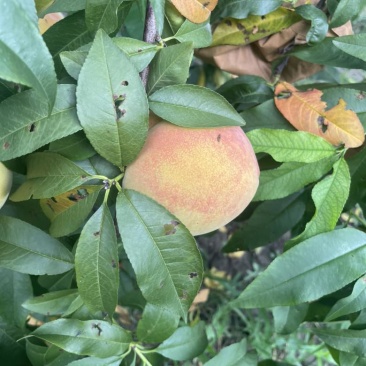 锦绣黄桃