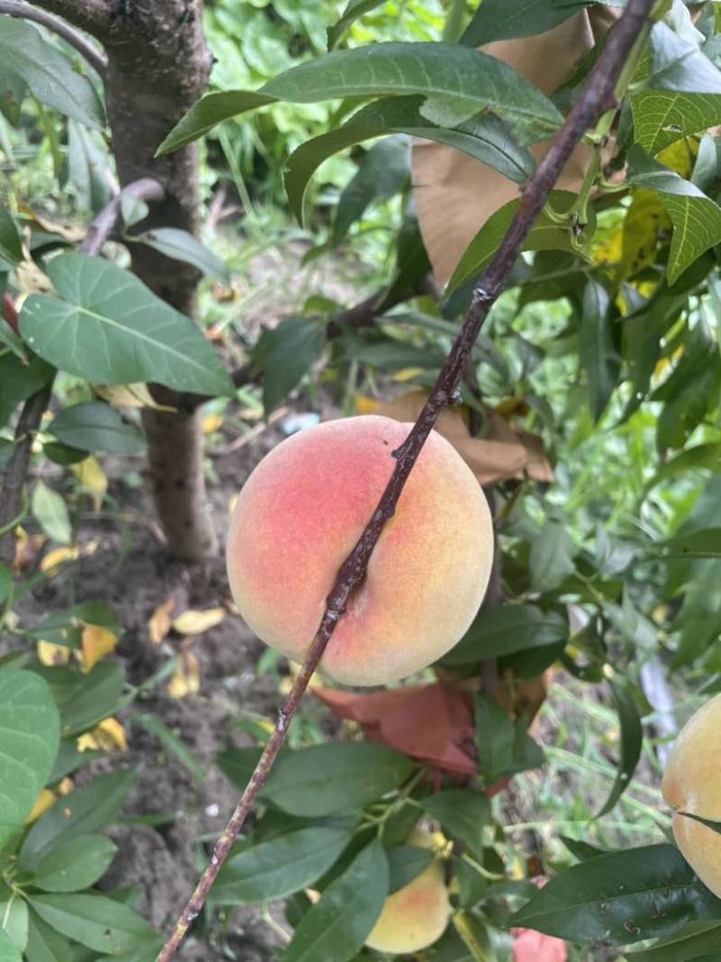 锦绣黄桃