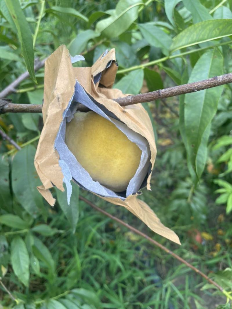 锦绣黄桃