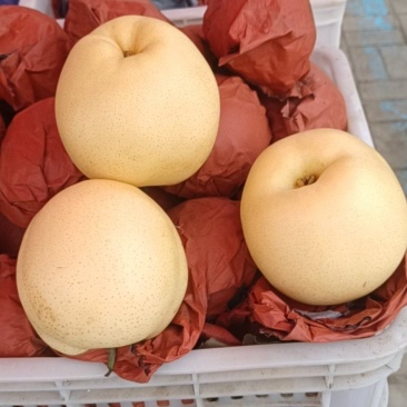 黄金梨，一万斤