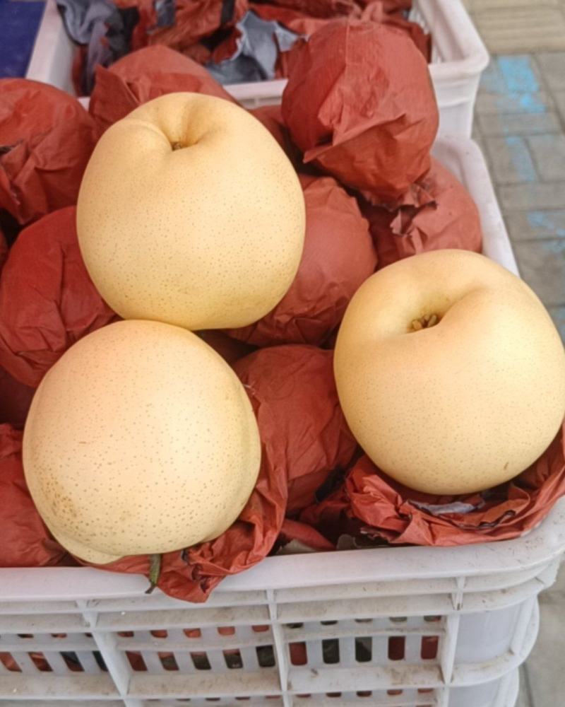 黄金梨，一万斤