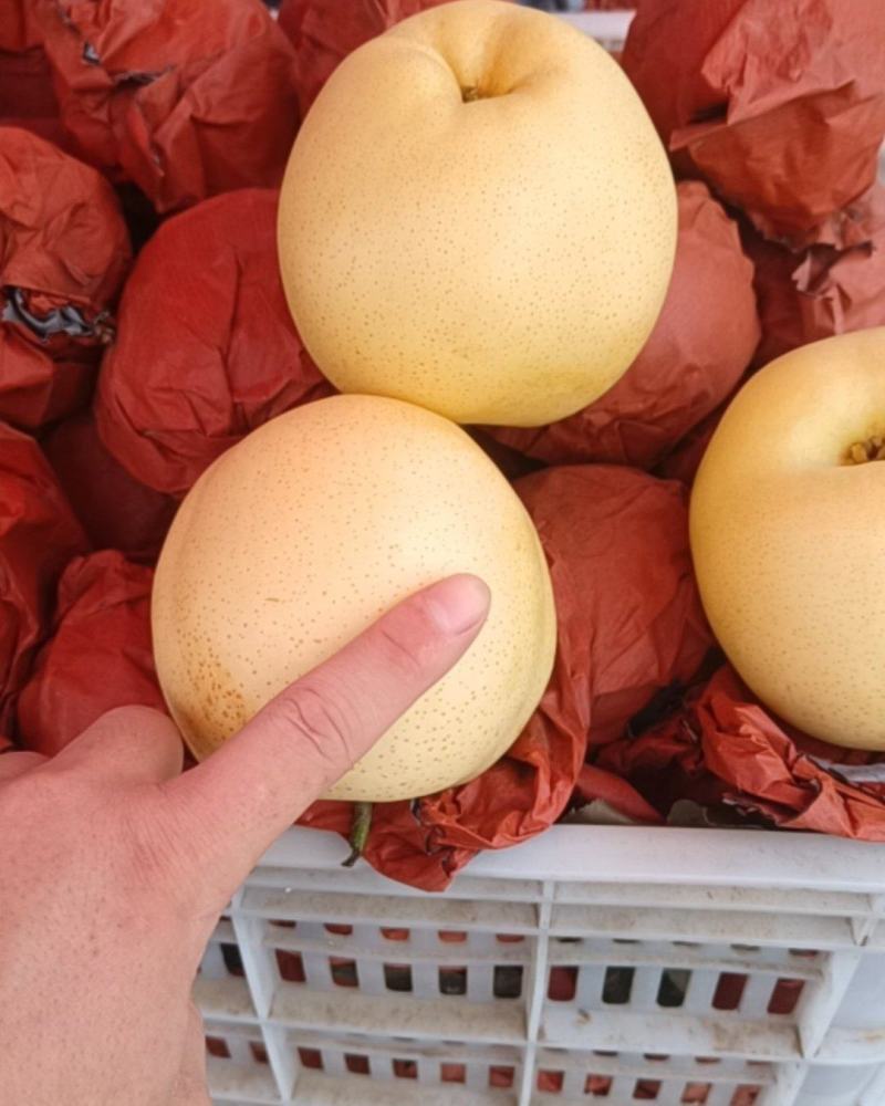 黄金梨，一万斤