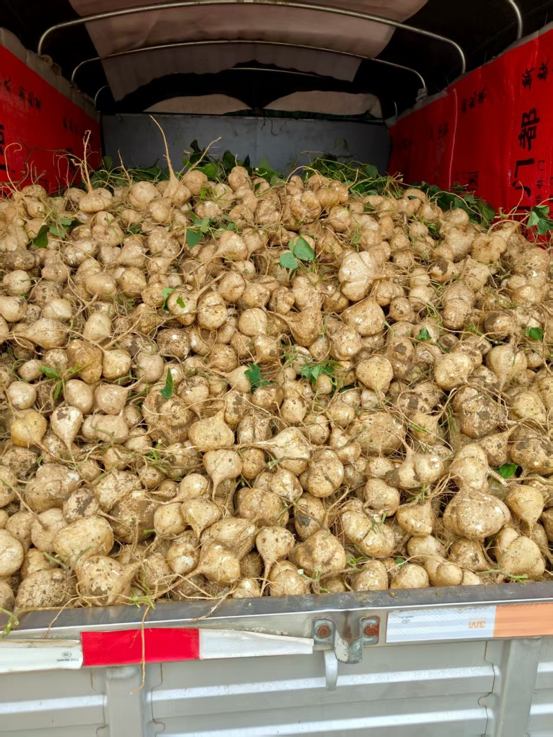 贵州地瓜，口感脆甜