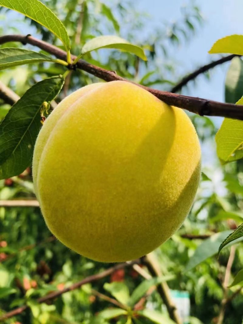 黄桃