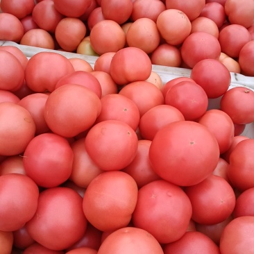 普威西红柿🍅