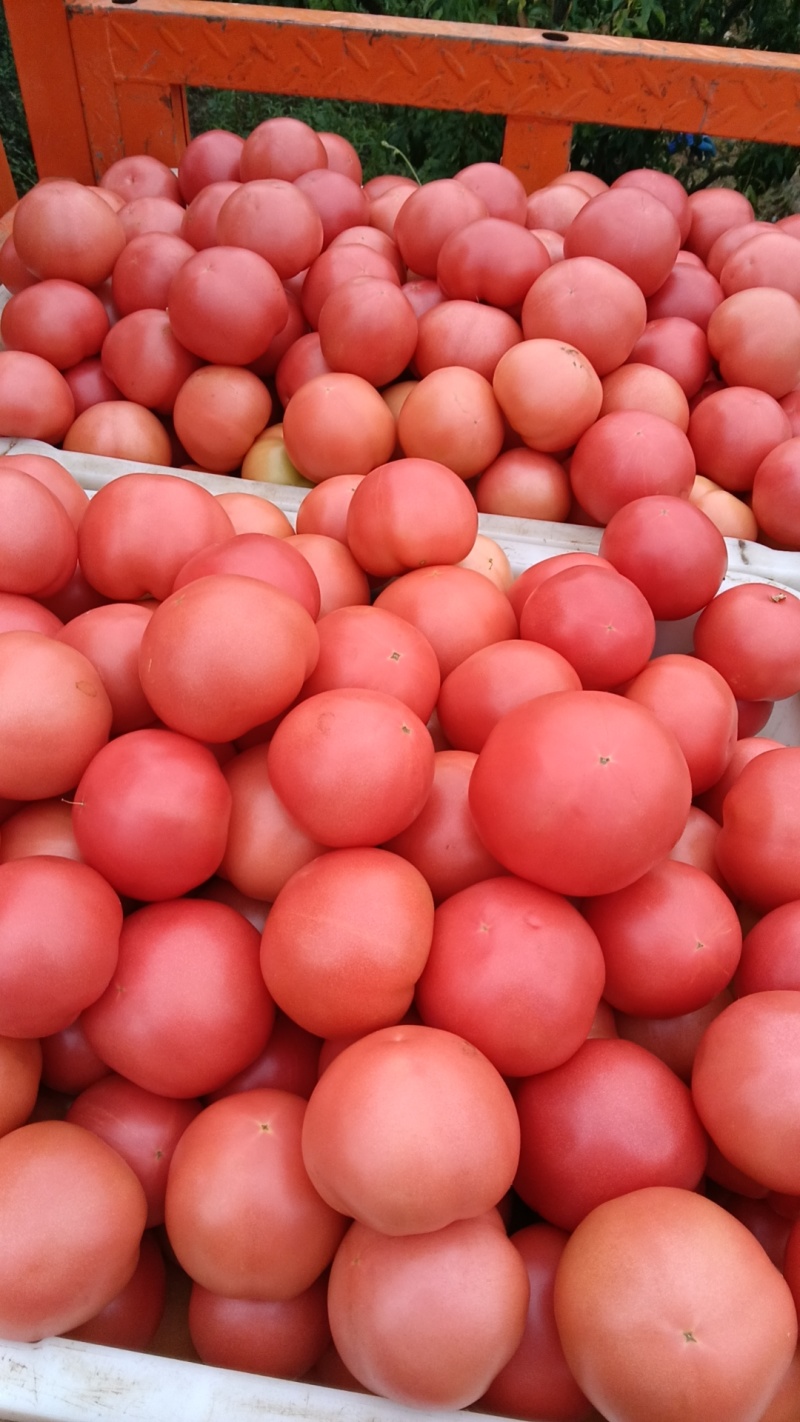 普威西红柿🍅