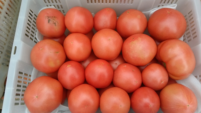 普威西红柿🍅