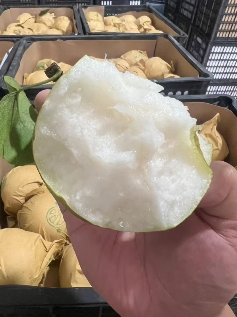 梨子
