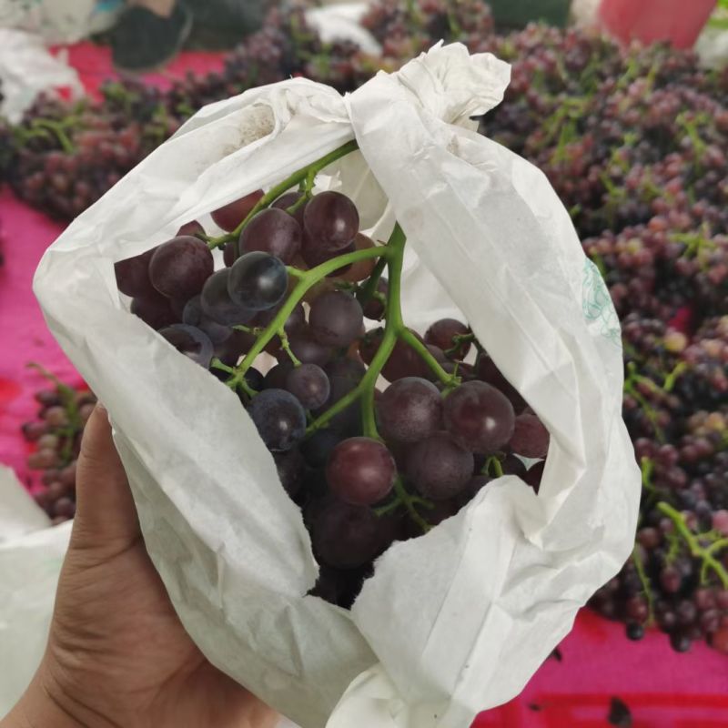 茶淀玫瑰香葡萄批发