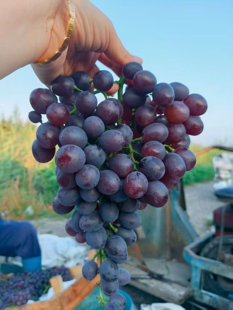 茶淀玫瑰香葡萄批发