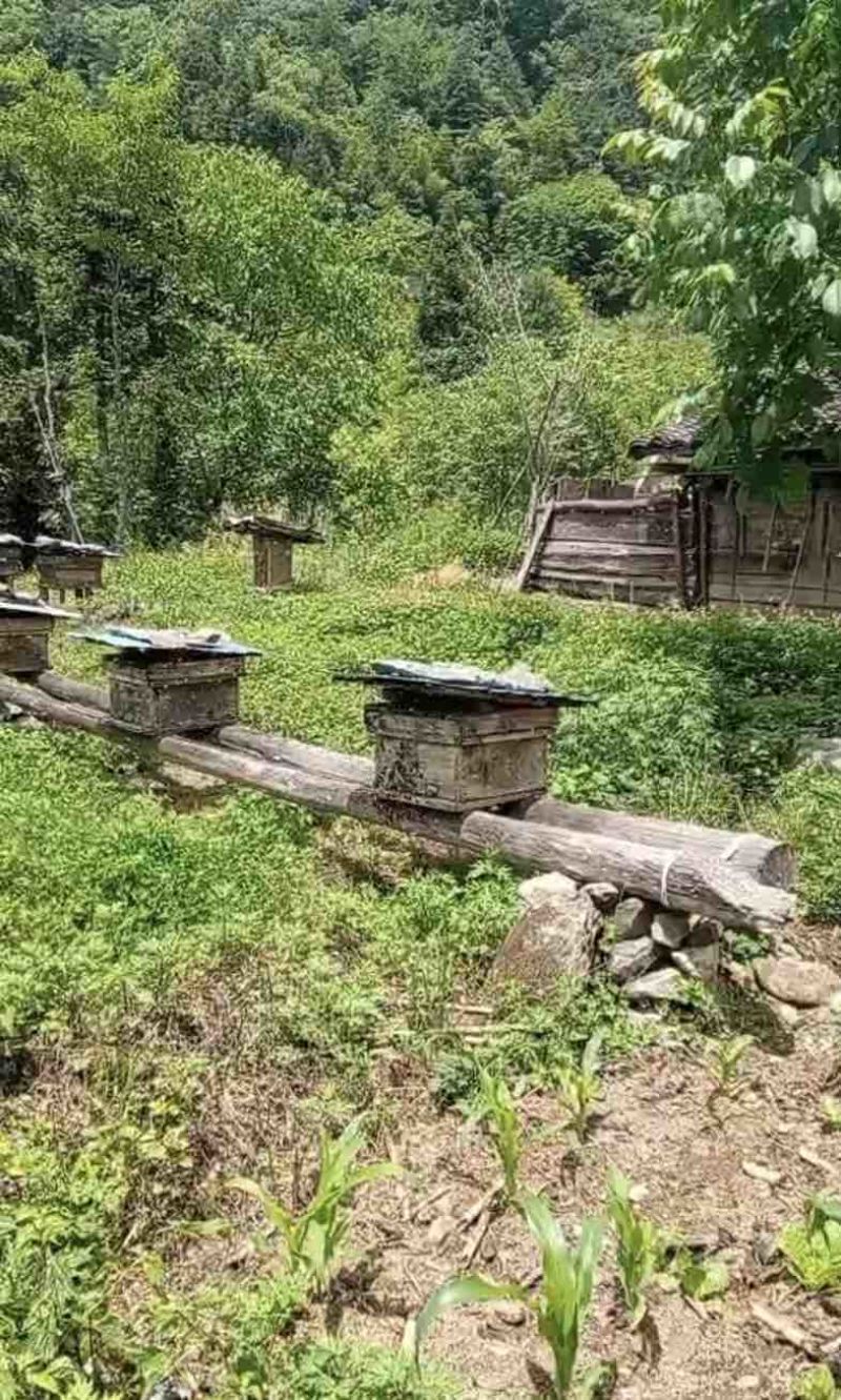 海拔1600米的神农架高山无人区原始野生土蜂蜜