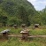 海拔1600米的神农架高山无人区原始野生土蜂蜜