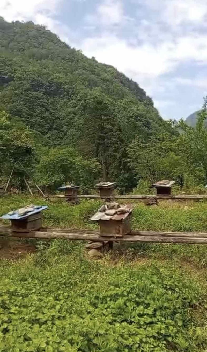 海拔1600米的神农架高山无人区原始野生土蜂蜜
