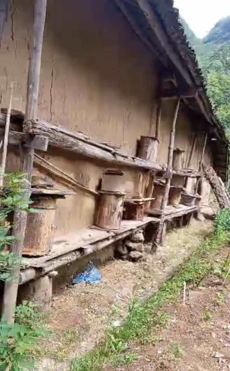 海拔1600米的神农架高山无人区原始野生土蜂蜜