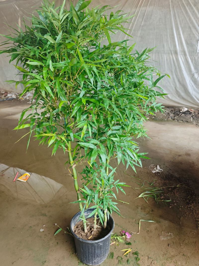 300盆靓货佛肚竹，60元一棵，5棵起发。高度1.3米左右。