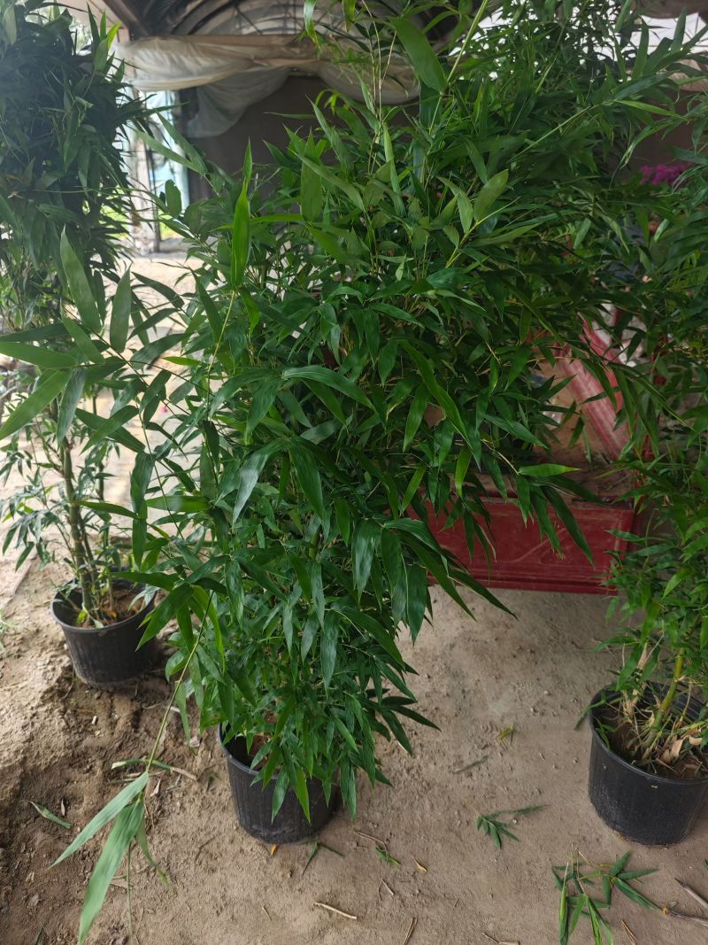 300盆靓货佛肚竹，60元一棵，5棵起发。高度1.3米左右。