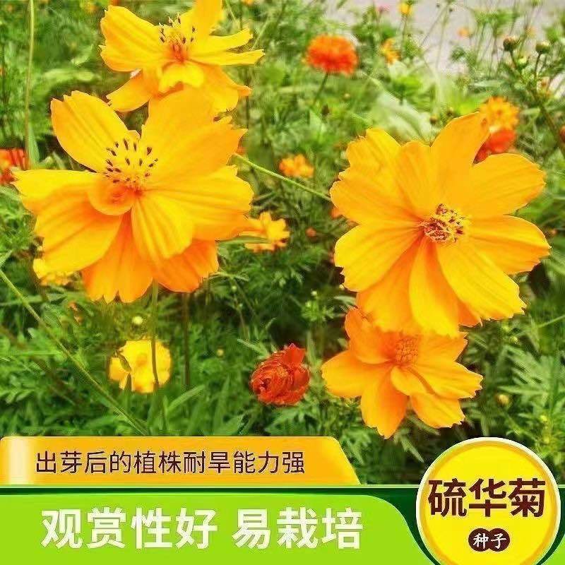 【硫华菊种子】黄波斯菊花种子耐寒室外盆栽阳台庭院鲜花种子大全
