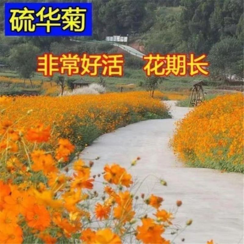 【硫华菊种子】黄波斯菊花种子耐寒室外盆栽阳台庭院鲜花种子大全