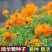 【硫华菊种子】黄波斯菊花种子耐寒室外盆栽阳台庭院鲜花种子大全