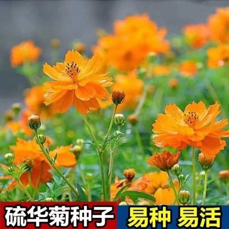 【硫华菊种子】黄波斯菊花种子耐寒室外盆栽阳台庭院鲜花种子大全
