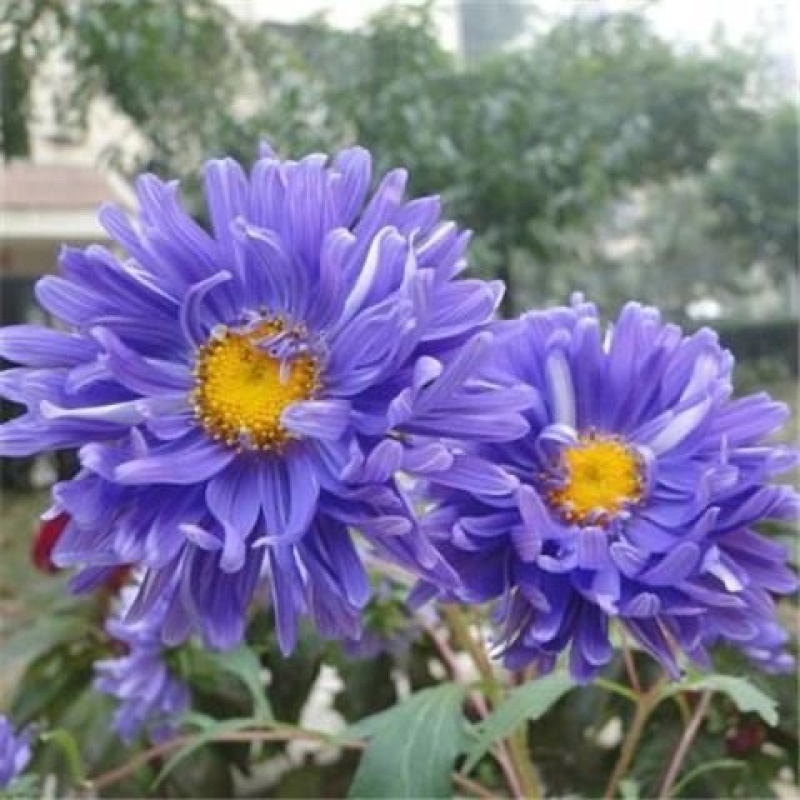 翠菊花种子花籽四季播种阳台庭院易活盆栽种植四季开花各种花种子
