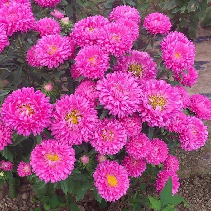 翠菊花种子花籽四季播种阳台庭院易活盆栽种植四季开花各种花种子