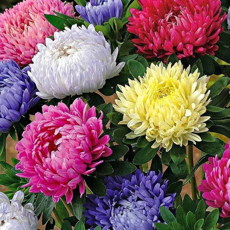 翠菊花种子花籽四季播种阳台庭院易活盆栽种植四季开花各种花种子