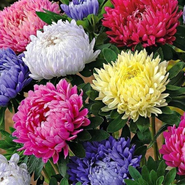 翠菊花种子花籽四季播种阳台庭院易活盆栽种植四季开花各种花种子
