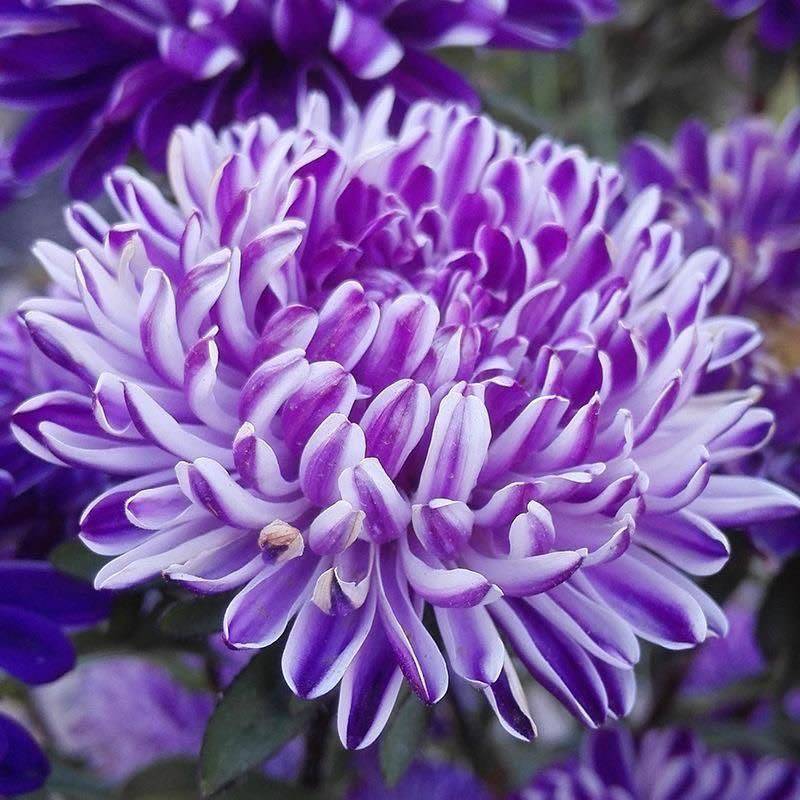 翠菊花种子花籽四季播种阳台庭院易活盆栽种植四季开花各种花种子