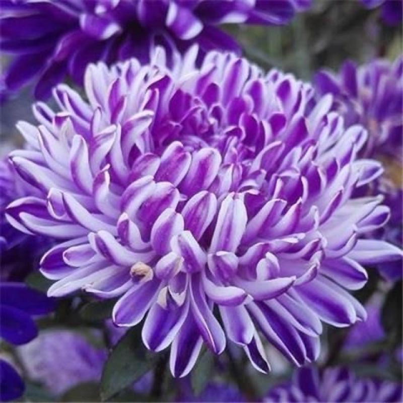 翠菊花种子花籽四季播种阳台庭院易活盆栽种植四季开花各种花种子