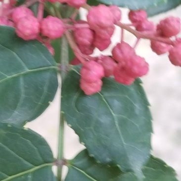 花椒