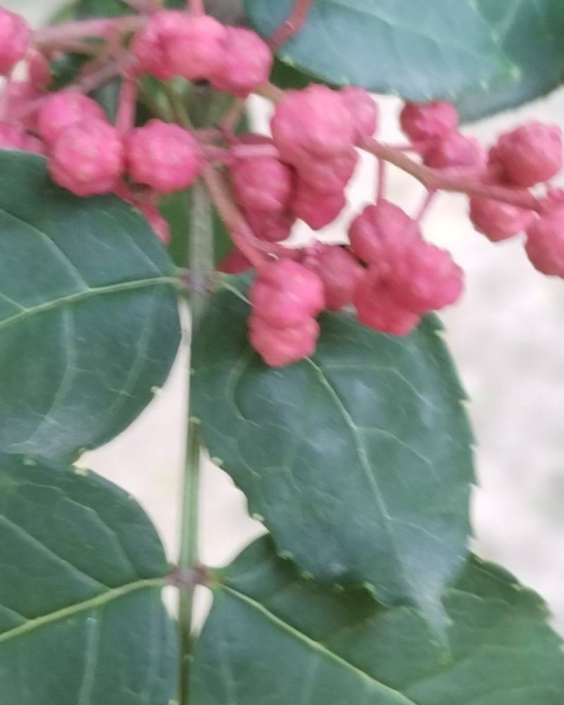 花椒