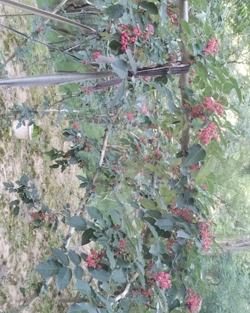 花椒