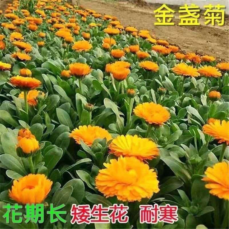 懒人金盏花种子四季种开花易活金盏菊种子庭院室外花种耐寒花种